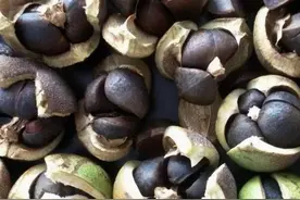 茶油凭什么这么贵？图片