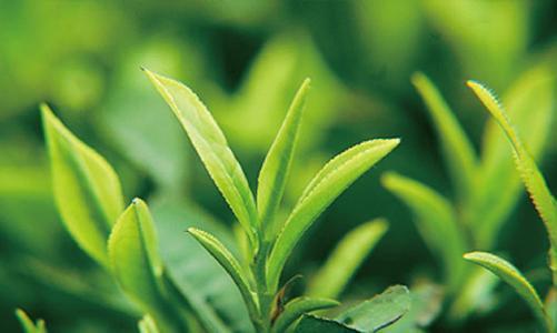 老包说茶：茶叶中主要有哪些物质？