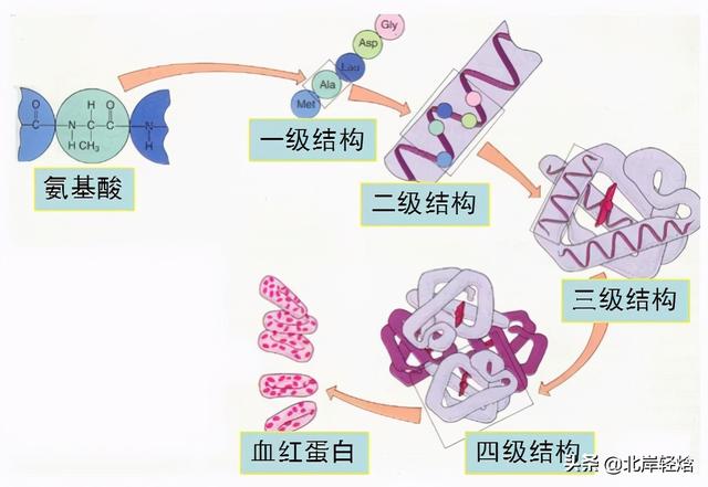 核糖体：揭开生物体内合成蛋白质的奥秘 2009年诺贝尔化学奖介绍
