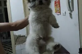 如果这是故事之萌萌一图片