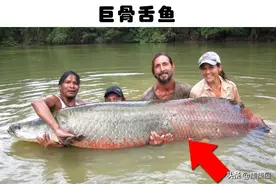 亚马逊河的奇怪发现：这些年来，在亚马逊河发现的10种奇怪生物图片
