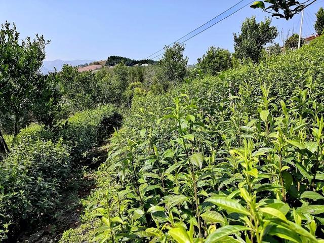 2021金果黄金茶春茶上市，供销荆选邀您品鲜