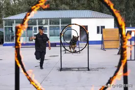 新疆阿勒泰：超萌警犬实战“比武”来了！图片