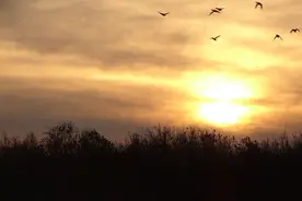最美不过夕阳红图片