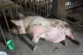 猪后腿无力站不起来用什么药？猪后腿软无力不吃食咋治？本文详解图片