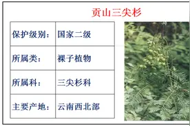 国家重点保护野生植物名录第1期，保护野生植物，关爱你我他图片