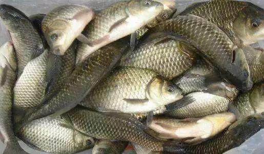 温高水暖鲫鱼不开口，试试添加此物，或许会有不一样的效果