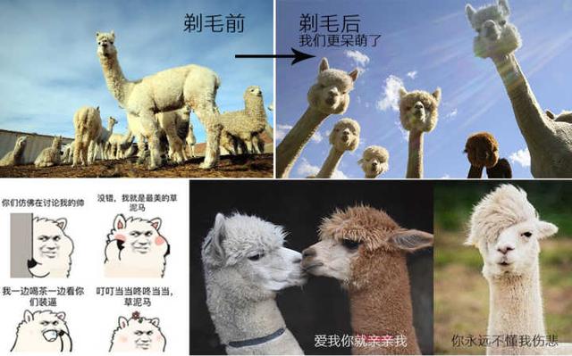 阿尔巴卡双面呢“贵之道”