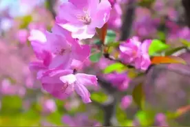 申城海棠花进入盛花期！这些地方可赏图片