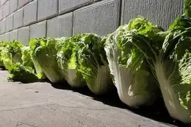 只要大白菜上有黑点的，都不能吃，要转给家人朋友？不妨看看真相图片