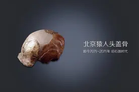 北京猿人和智人交配过吗？我们体内有北京猿人的基因吗？图片