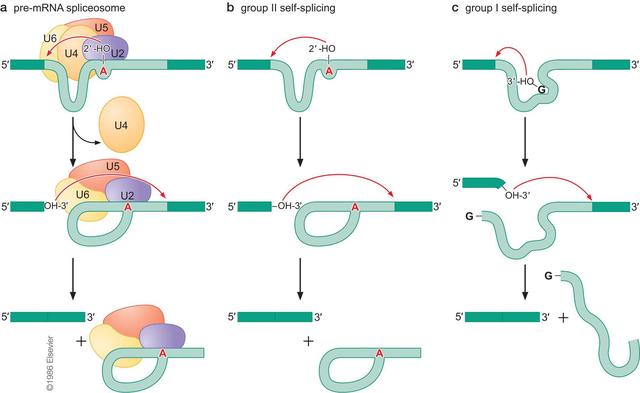 最初的病毒从哪里来？你可能会吃惊，它们其实源自我们的细胞