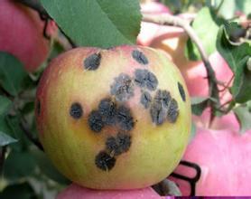 钙对果树这么重要，你真的了解它吗？