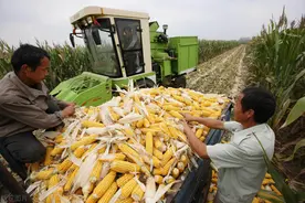 春玉米收获上市，棒子一斤卖6毛多！下半年价格是涨是跌？图片