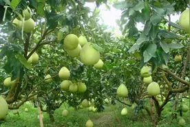 柚子的“惨败”：从疯狂种植到众人砍树，柚子的春天成过去式？图片