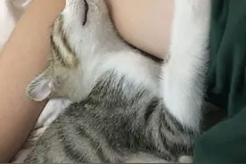 你能接受让猫睡床吗？图片