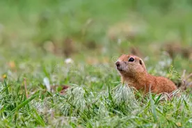 白天看到黄鼠狼预示着什么？不只是看到黄鼠狼还看见它在捕食图片