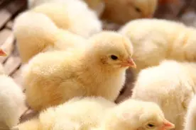 养鸡技术｜初生雏鸡两种雌雄鉴别方法图片