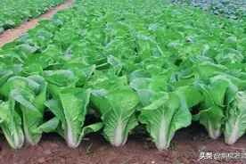 萝卜、白菜发生蚜虫，该如何防治？菜农来告诉你图片