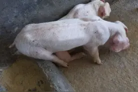 猪不吃食没精神躺着怎么办？猪不吃食没精神爱睡觉，原因在这里图片