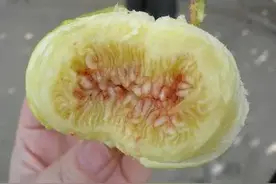要想无花果高产，五月管理很关键，该怎样管理？图片