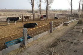 在农村分别圈养20头牛和200只羊，哪个利润高？答案在这里图片