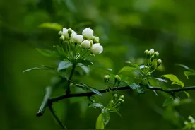 画船听雨眠，不觉流年浅，春风解花语，弄花香满衣图片