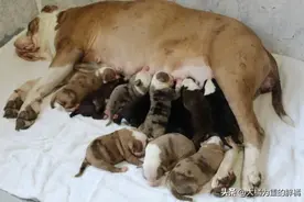一窝产下20只小狗！斗牛犬初为狗妈就遇“挑战”，主人才是真赚了图片