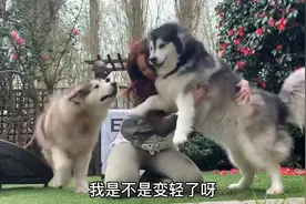 阿拉一百多斤了，还当自己是奶狗，女主人：已经抱不动了啊图片