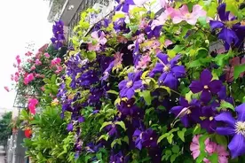 最全的铁线莲品种介绍（附图片哦）快来入坑图片