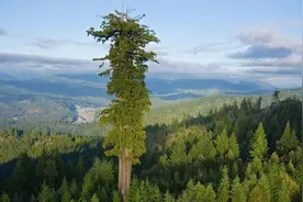 世界上最高的十棵树图片