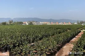 渝北木耳镇：集体有了钱，村里好办事图片