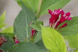 红王子锦带花：花冠胭脂红色，艳丽悦目，花朵密集图片
