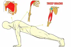 一组超实用俯卧撑训练指南...图片