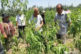 桃树管理节点！节点至关重要图片