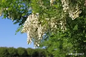 吃了30年槐花，终于知道存放的方法，放一年也不坏，和新鲜的一样图片