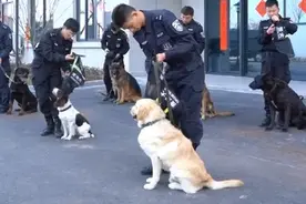 警犬也过年了，狗子们穿新衣，贴对联，吃肉肉，它们笑得太甜了图片