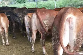 来宾这个牛场用组合微生物技术解决了臭味环保问题，且牛肉品质高图片