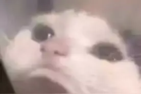 猫癣到底是什么不治之症？竟然吓得你要扔猫图片