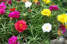 以前当野花的太阳花，养在盆里却很精美，一朵朵太阳花有活力图片