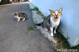 猫妈妈大胆带着3个孩子见恩人，本想送走小狸猫，却成全了小黑猫图片