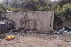 宁波郑阿姨流浪狗救助基地二次搬迁记，神秘爱心人士的五年计划图片