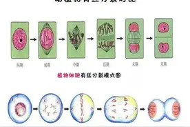 学习强国争上游易错易混题-有丝分裂、减数分裂、细胞分化图片