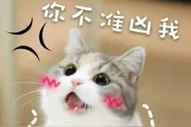 中国猫和外国猫有交流障碍吗？透过经典问题，了解猫的沟通方式图片