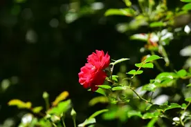 月季月季，真的是一月开一次吗？答案帮您找到了图片