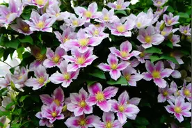 小鸭—铁线莲经典品种，花繁色美，栽培容易，小阳台也开成花海图片