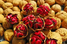 商洛：红仁核桃引种成功了图片