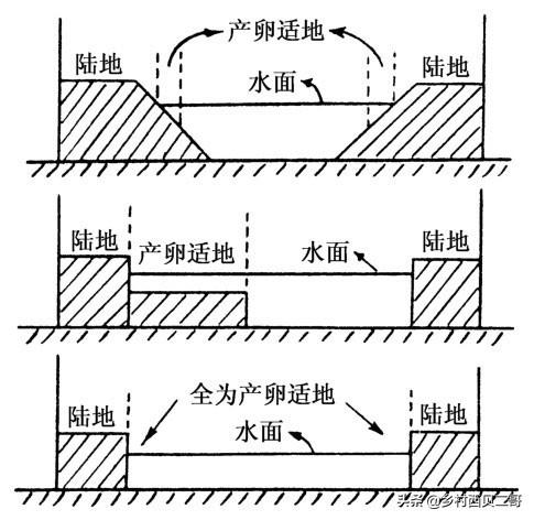 牛蛙的人工高效养殖技术