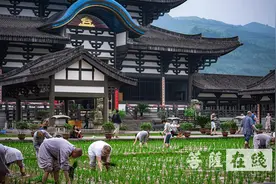 农禅并重 峨眉山僧众员工赴光明寺出坡插秧图片