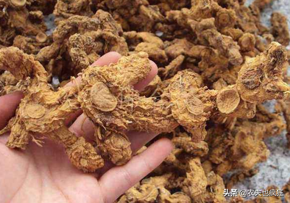 浜虹О鈥滆€佽檸濮溾€濓紝闀跨浉閰蜂技鐢熷锛屽瘜鍚?7绉嶆皑鍩洪吀锛屾敹璐环8鍏?鏂? onerror=